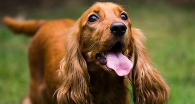 Study reveals link between immune system genes and diabetes in certain dog breeds